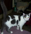 Spots