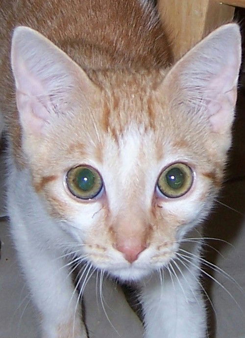 Milo