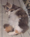 Molly