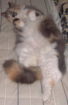 Molly