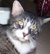 Toby