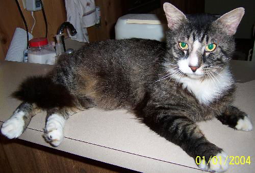 Toby