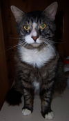 Toby