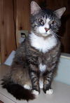 Toby