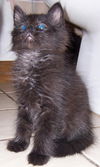 Toby