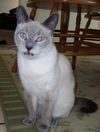 Cora