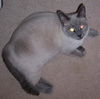 Cora