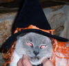 Cora