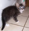 Timmy