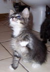 Timmy