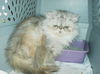 Princess Isabella