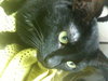 Missy