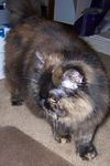 Tala