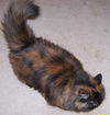 Tala