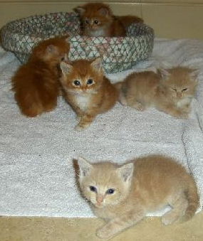 Orange & buff litter