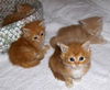 Orange & buff litter