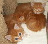 Orange & buff litter