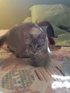 Lola