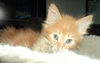 Alvin N