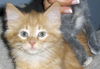 Alvin N