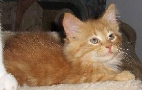 Alvin N