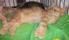 Alvin N