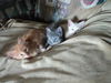 Theodore N