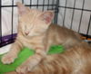 Theodore N