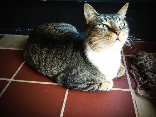 Milo