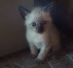 Amy