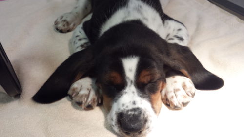 Tri color pup