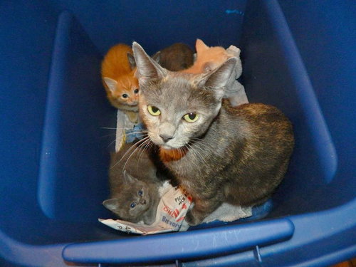 Momcat & 4 kittens