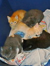 Momcat & 4 kittens
