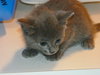 Momcat & 4 kittens