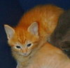 Momcat & 4 kittens