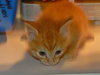 Momcat & 4 kittens