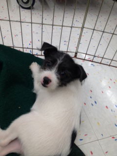 terrier mix pups