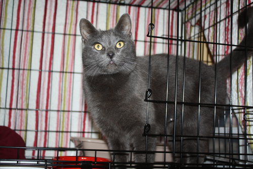 Missy