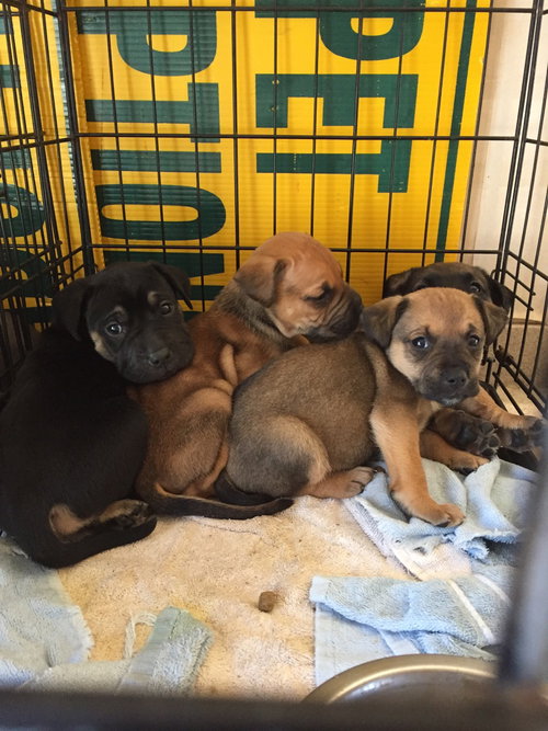 mix pups