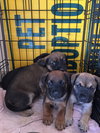 mix pups