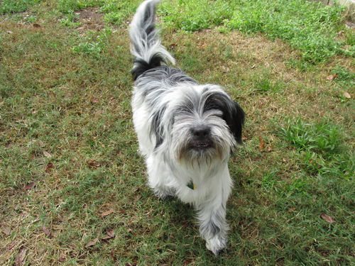 Lhasa Apso