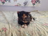 Mom Cat and kittens