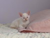 Mom Cat and kittens
