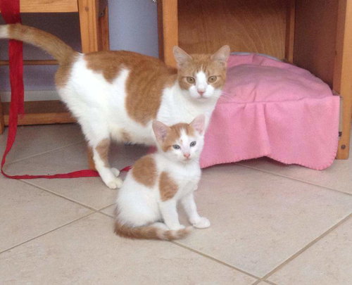 Mom Cat and kittens