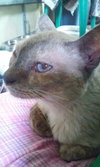 Misty