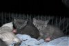 Island Kittens