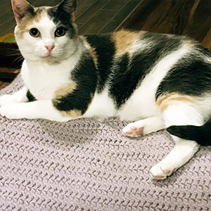 PEIGI - Dilute Calico / Domestic Short Hair available for adoption