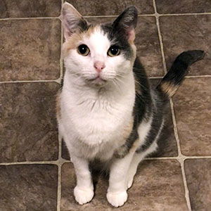 adoptable Cat in Raleigh, NC named Peigi