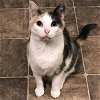 adoptable Cat in raleigh, NC named Peigi