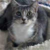 adoptable Cat in raleigh, NC named Tula